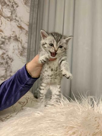 Продаю котенка мальчик