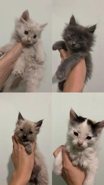 отдам котят в хорошие руки