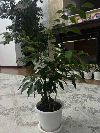 Фикус Бенджамина 60 см