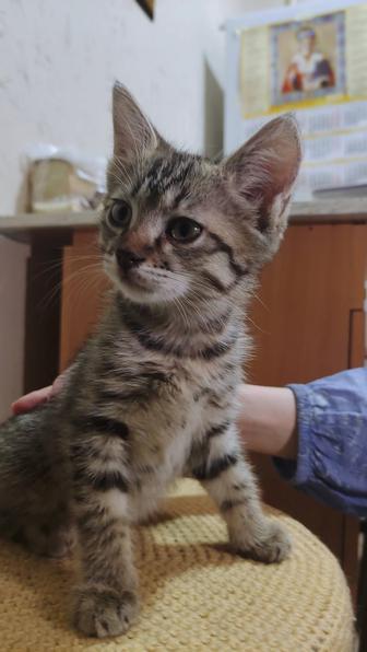 Котенок в добрые руки, мальчик