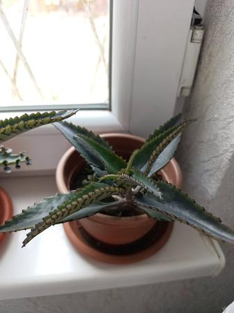 Каланхоэ лечебный