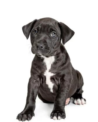 Продаеться щенок Питбуль возрасть 2 мес с родословными мальчик