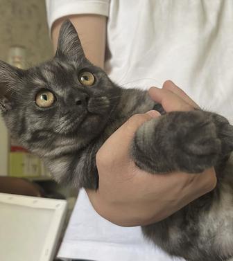 Котенок 7 месяцев ( скоттиш страйт)