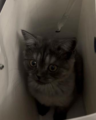 Котенок 2 месяца( скоттиш страйт)