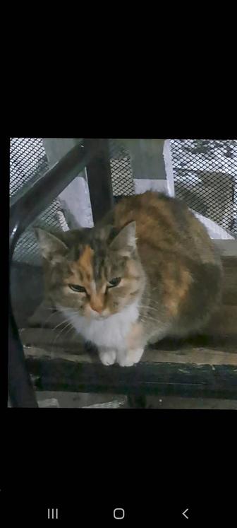 Трехцветная кошечка