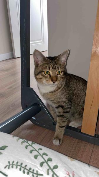 отдам кота в хорошие руки