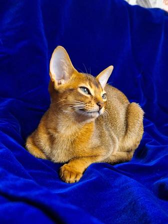 Абиссинские котята (5 месяцев)