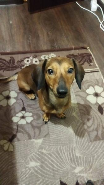 Собака бесплатно