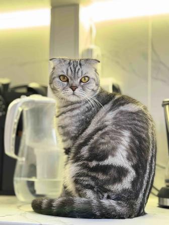Продам кошечку Scottish fold