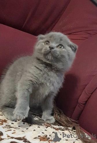 Котята фолды