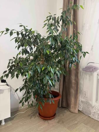 продам комнатные растения