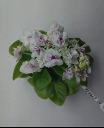 Фиалка мини Cupid arrow