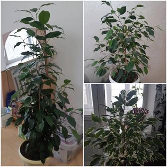 Комнатные растения