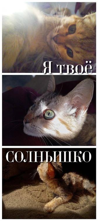 Котенок ищет дом