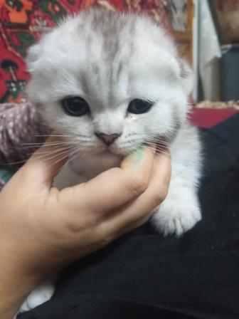 Красавчики foldы окраса вискас