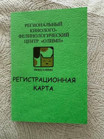 Отдам породистую,родословную собаку Кане Корсо в хорошие руки
