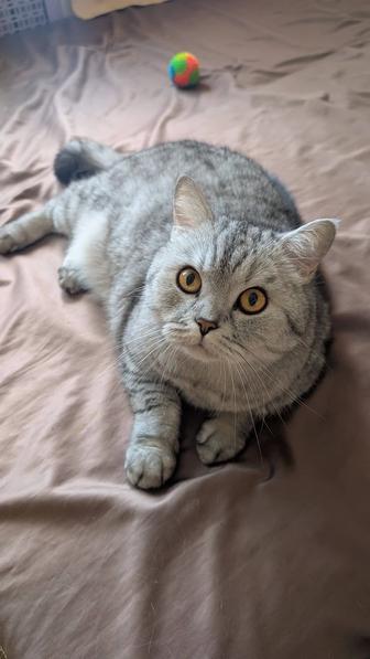 Короткошёрстный британец