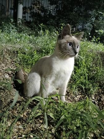 Сиамский котик в добрые ручки