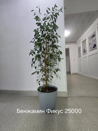 Продам комнатные цветы