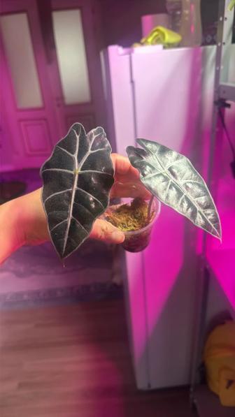 Растения цветы Алоказия