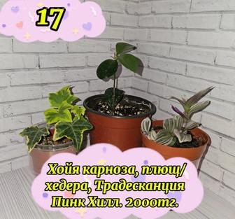 Набор растений, хойя, плющ, традесканция