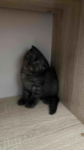 Котята, котенок