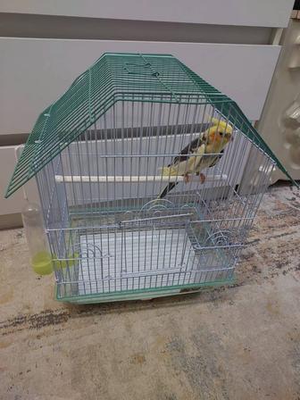 Корелла мальчик шустрый