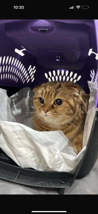 Кошка шотландская