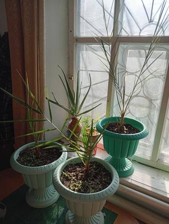 Финиковые пальмы