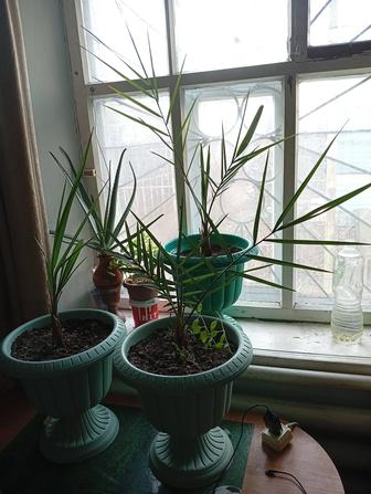 Финиковые пальмы