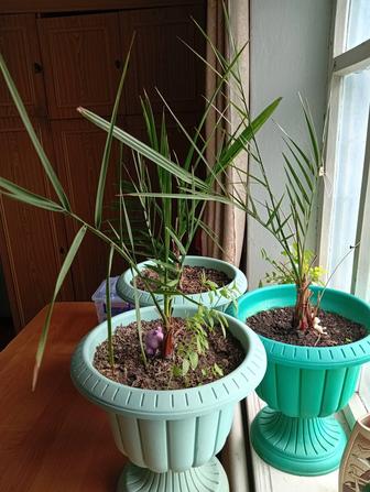 Финиковые пальмы