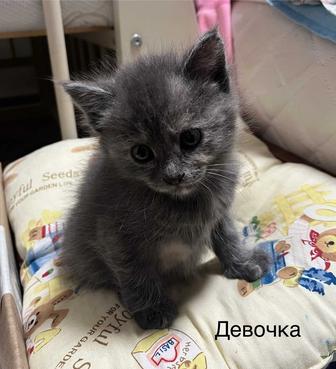 Котята бесплатно