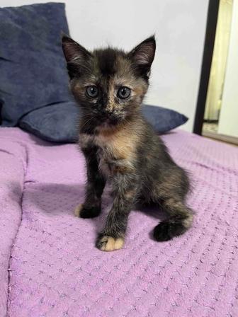 Котята бесплатно