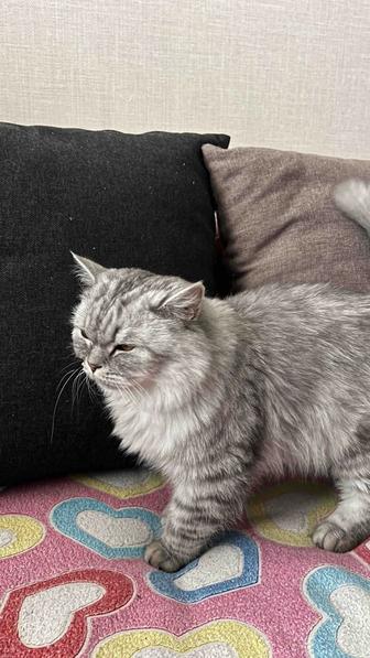 Отдам в хорошие руки Кота, Британец