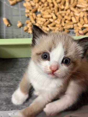 Отдам котят в хорошие руки