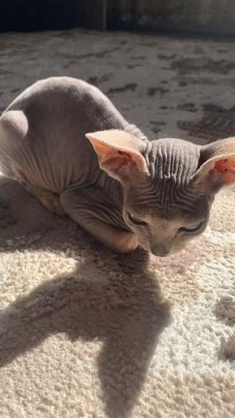 Кошка