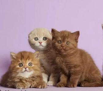 Ищу кошку ( куплю )