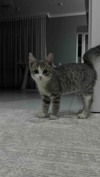 Котик ищет хозяев, мальчик