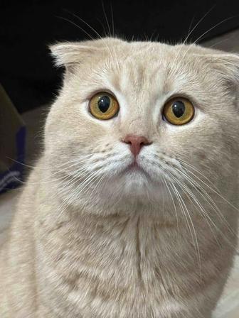 Продается шотландский вислоухий кот