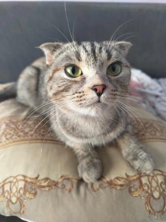 Кошка котенок подросток