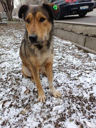 Срочно в добрые руки собака