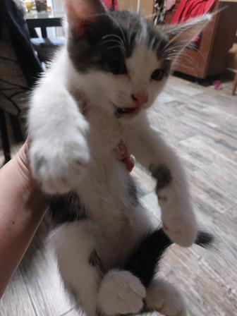 Котики в добрые руки