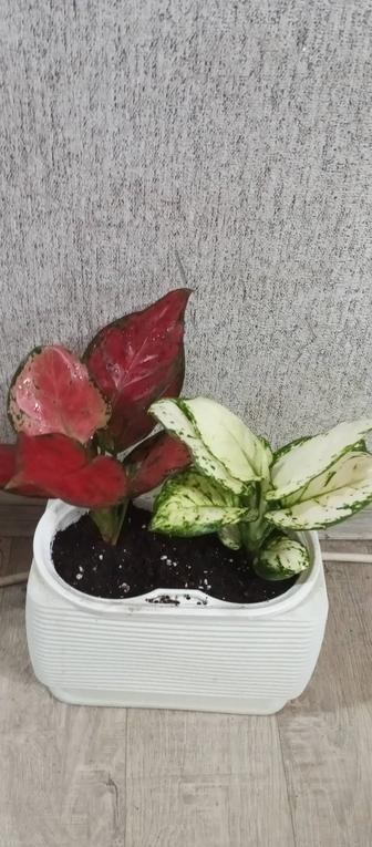 Распродажа аглаонема