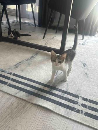 Отдам котят