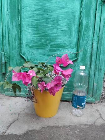 Бугенвилия цветущая