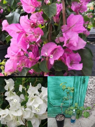 Бугенвилия цветущая