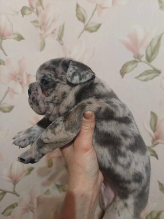 Продам шикарных щенков французского бульдога