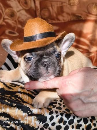 Продам шикарных щенков французского бульдога,рассрочка каспи 0 0 12