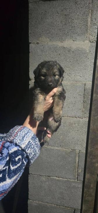 Продаются щенки немецкой овчарки полукровки