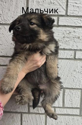 Продаются щенки немецкой овчарки полукровки